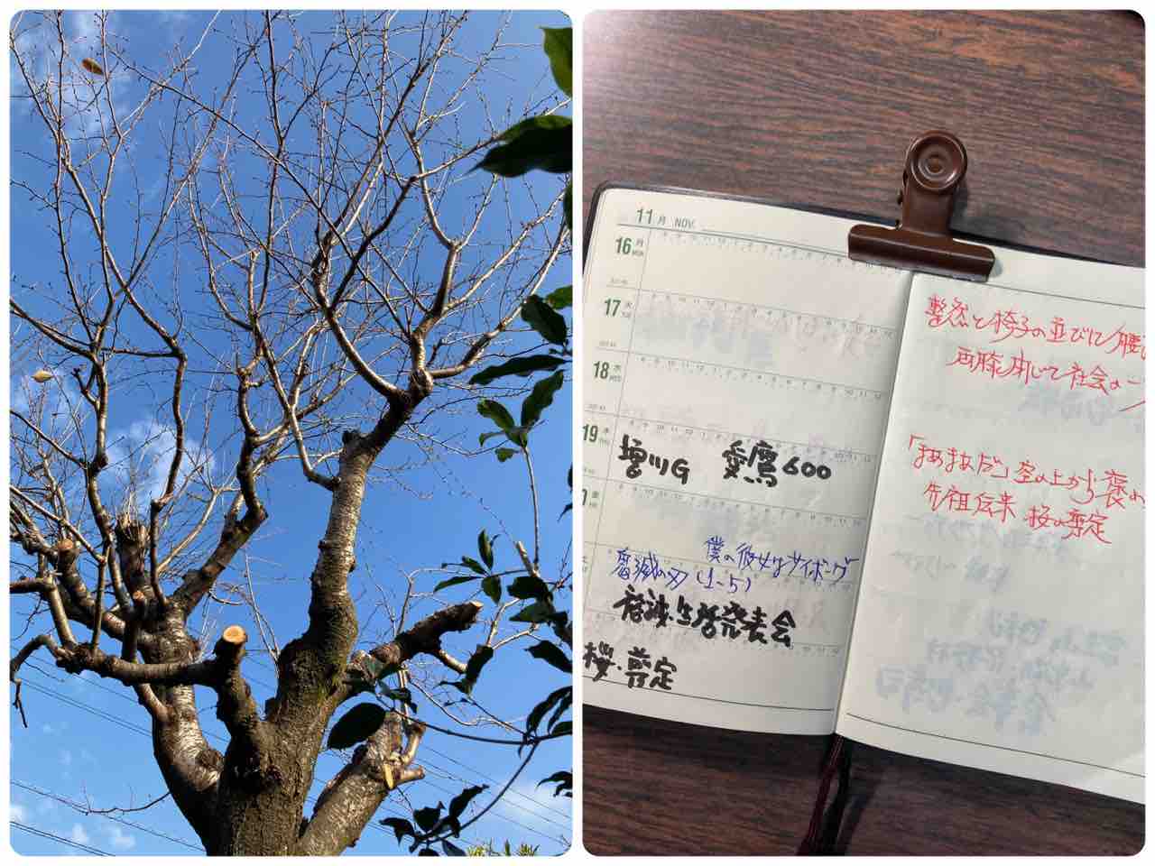 桜の剪定 Fumioの手帳