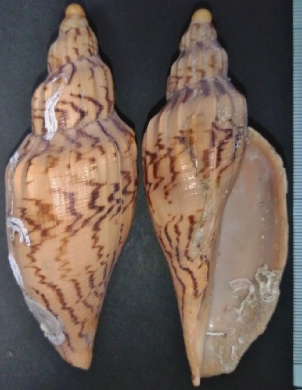 ガクフボラ科（ヒタチオビガイ科） : 玄界灘、響灘の打ち上げ貝保管庫