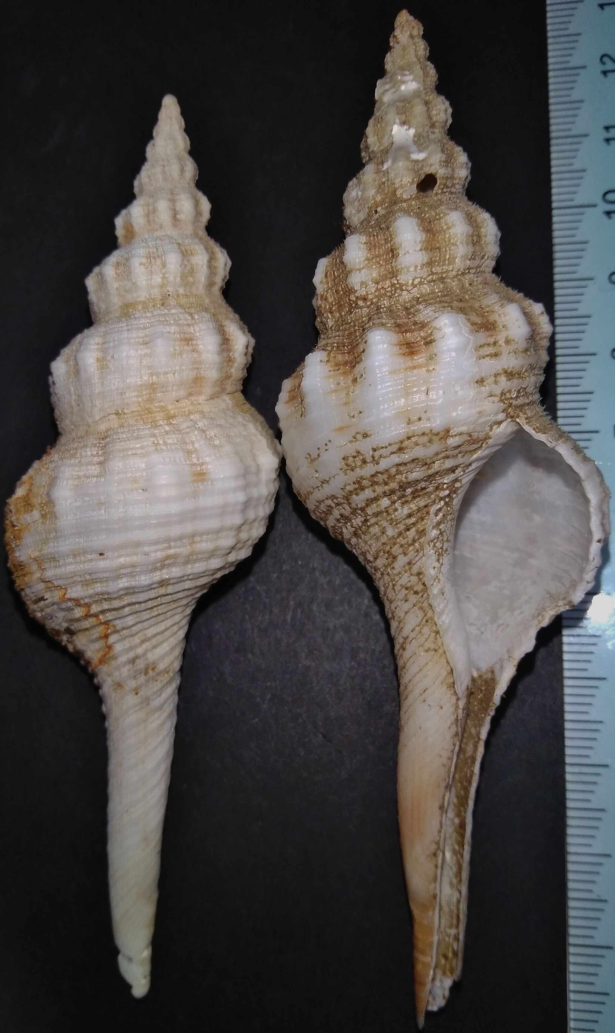 合*い様 カラフル巻き貝ボウシ イトマキボラ科 : 玄界灘、響灘の打ち上げ貝保管庫