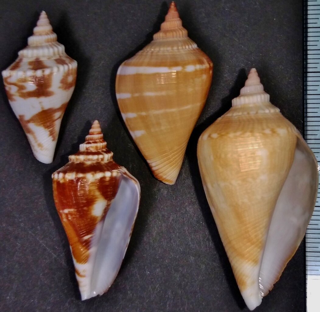 チリメンムカシタモト スイショウガイ科 巻き貝 貝類 Www Calista Auto Fr