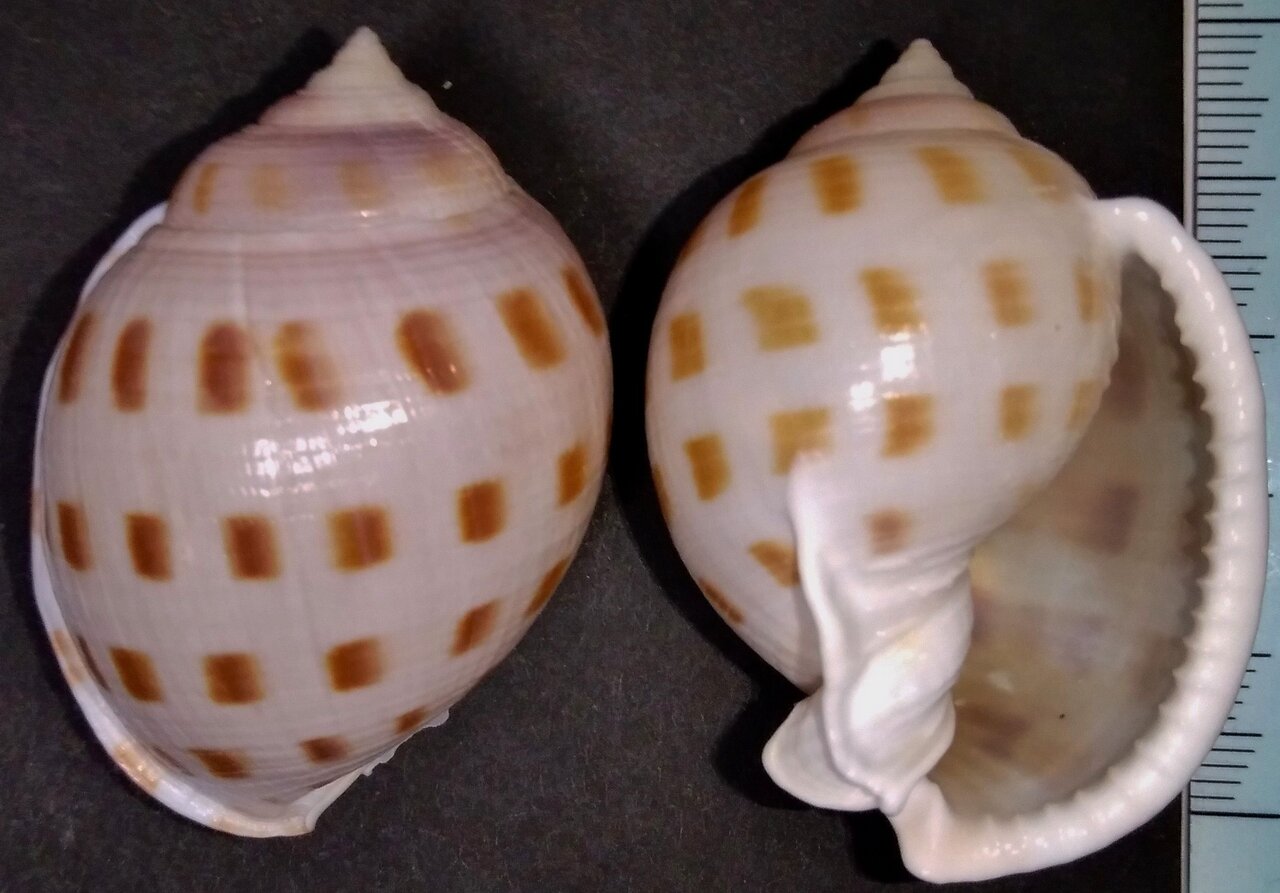 重量2 1kg大型貝殻 トウカムリ 貝標本 送込即決｜Yahoo!フリマ