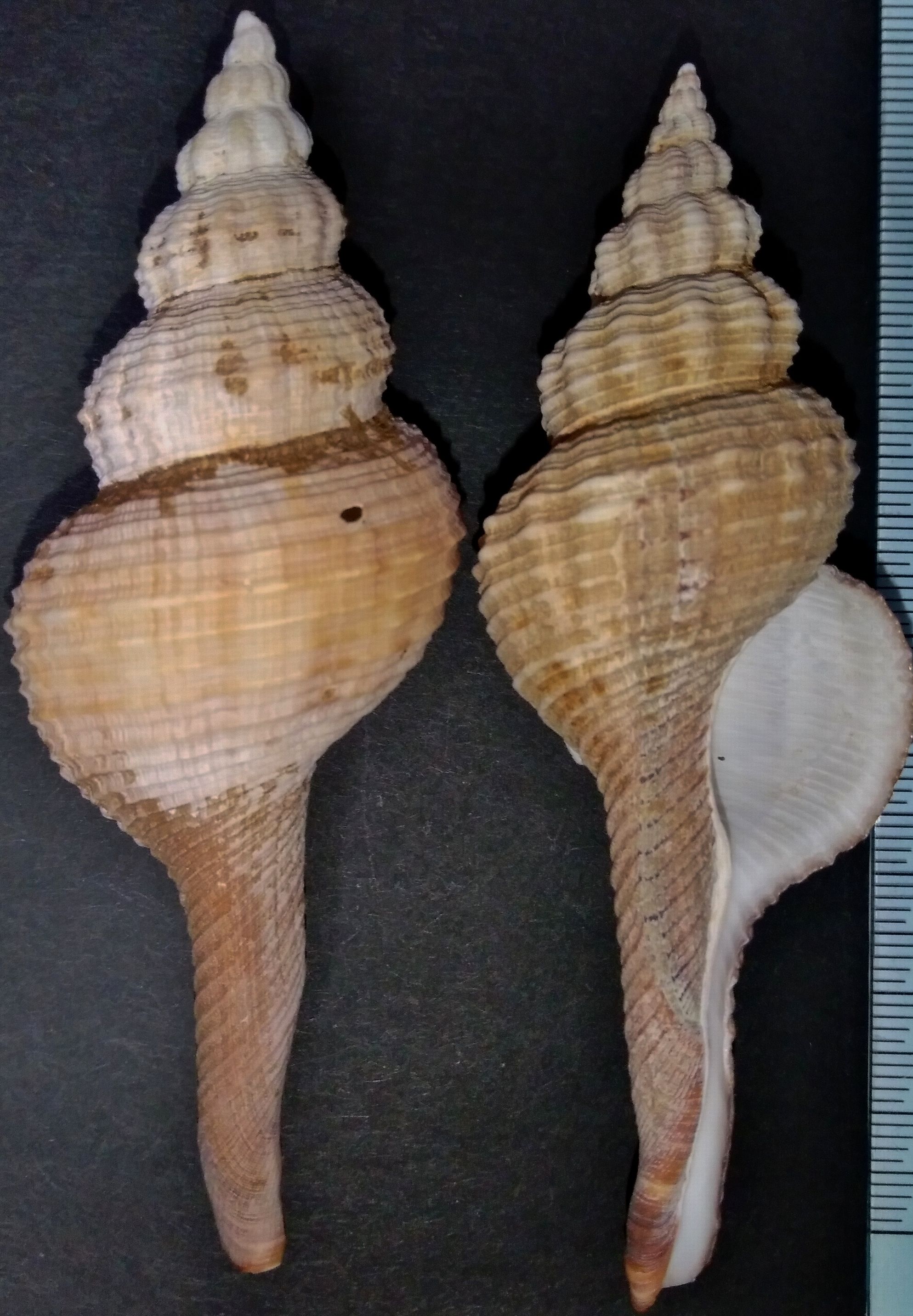 合*い様 カラフル巻き貝ボウシ イトマキボラ科 : 玄界灘、響灘の打ち上げ貝保管庫