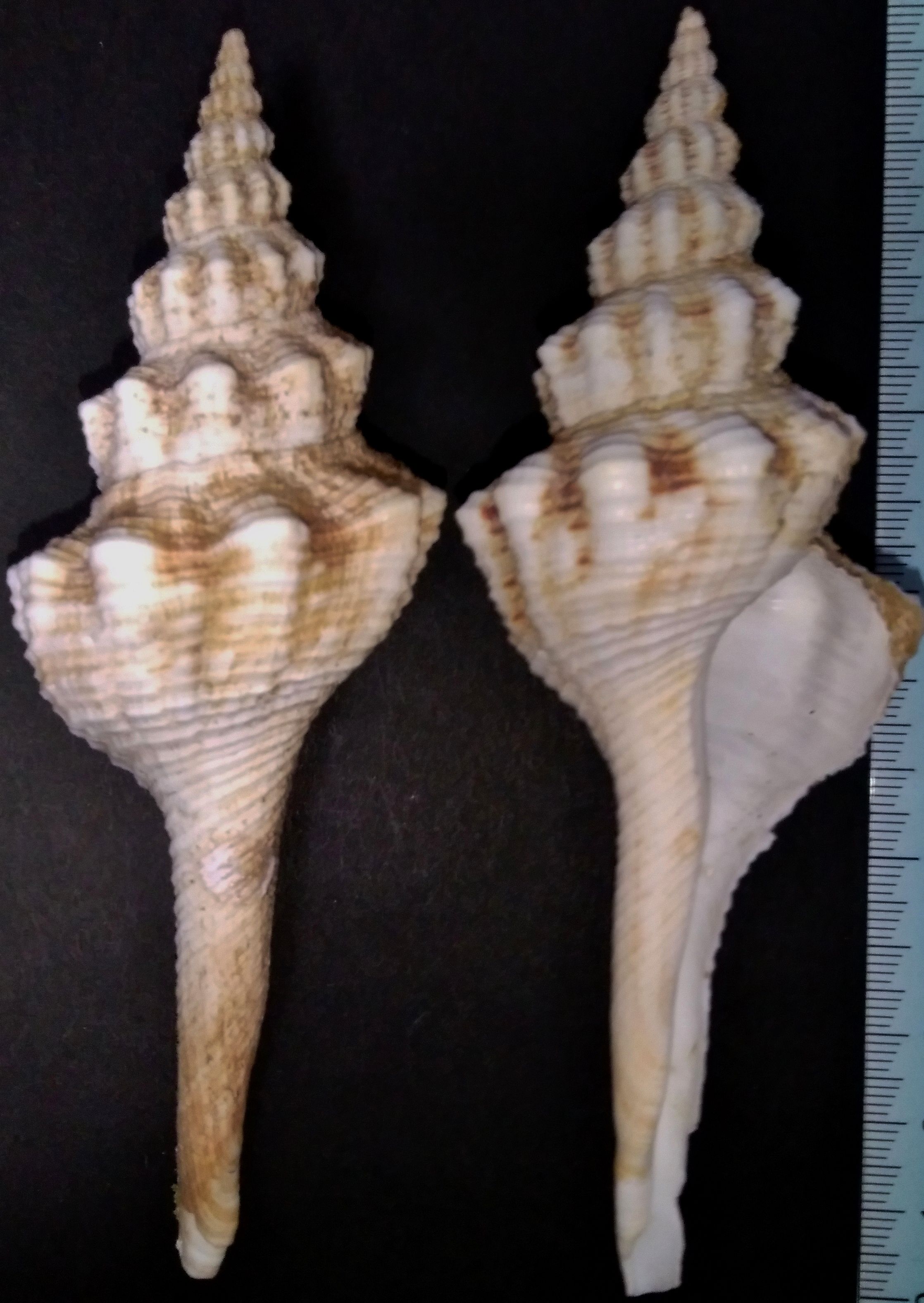 イトマキボラ科 : 玄界灘、響灘の打ち上げ貝保管庫