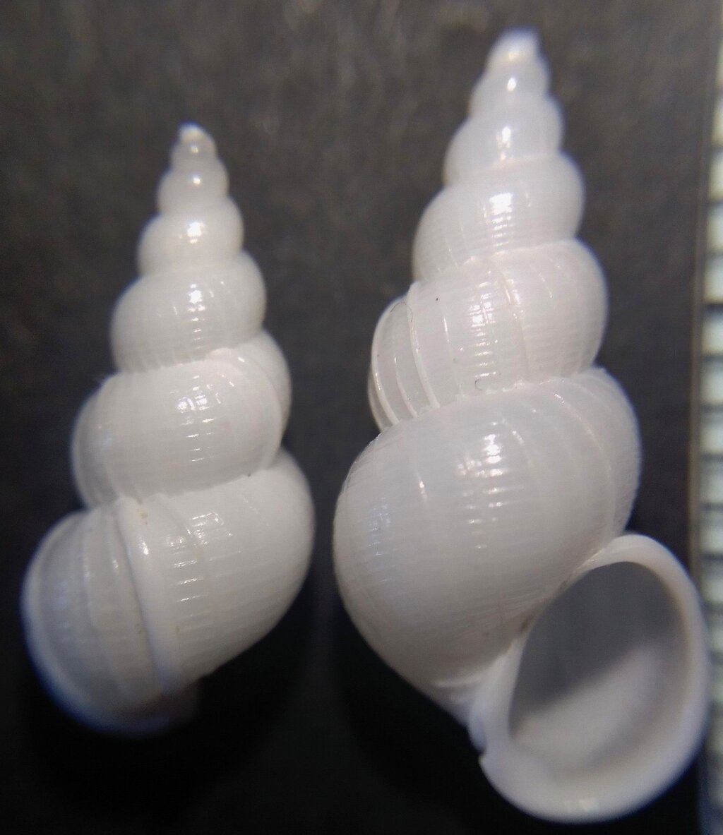 オオイトカケ（イトカケガイ科）　蓋付 58mm 特大 オオイトカケ（イトカケガイ科） 蓋付 58mm 特大 貝標本 70.7mm