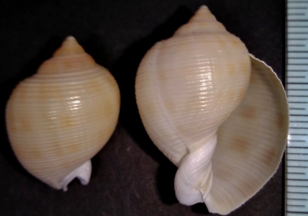 トウカムリ科 : 玄界灘、響灘の打ち上げ貝保管庫 トウカムリ科 : 玄界灘、響灘の打ち上げ貝保管庫