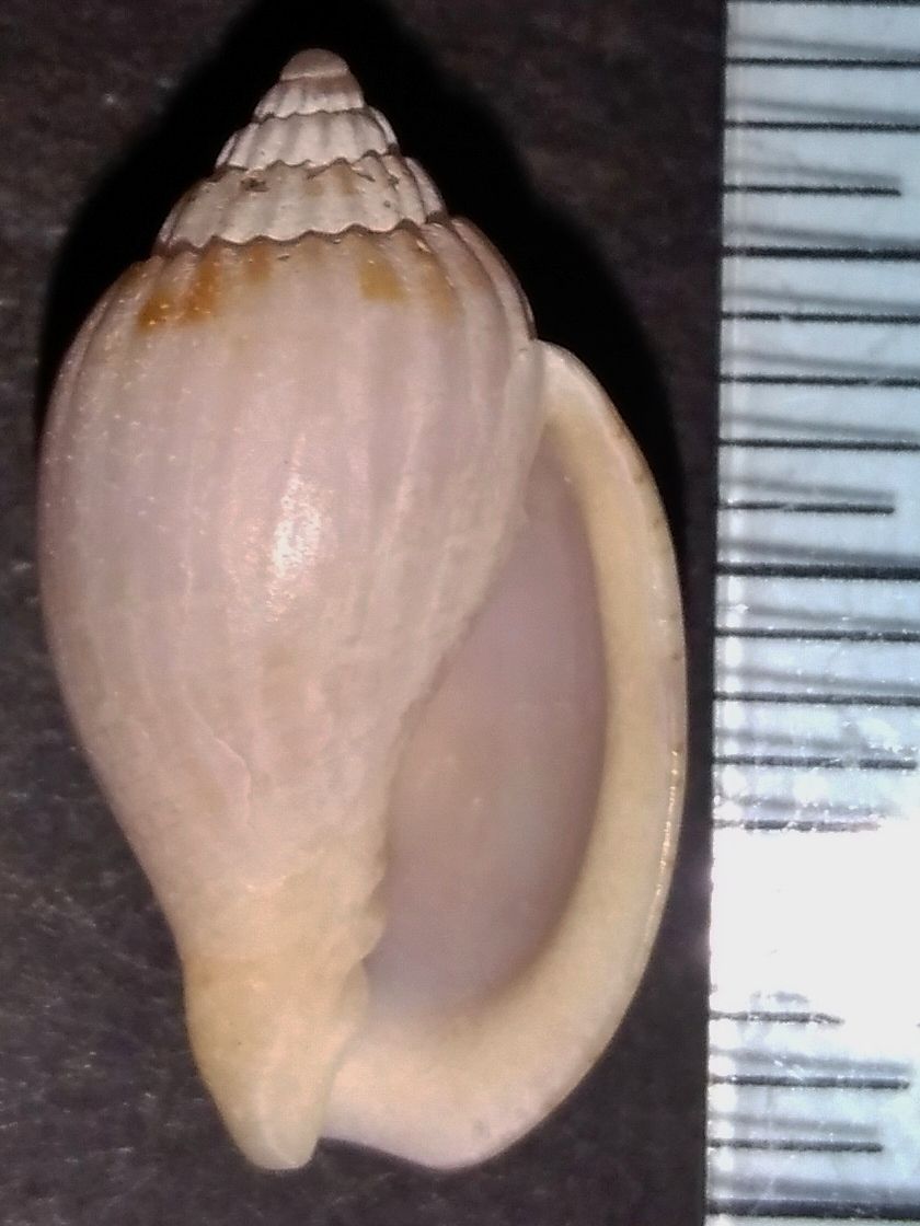 ガクフボラ科（ヒタチオビガイ科） : 玄界灘、響灘の打ち上げ貝保管庫