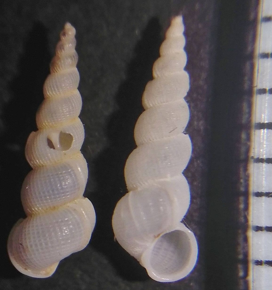 イトカケガイ科 4 : 玄界灘、響灘の打ち上げ貝保管庫