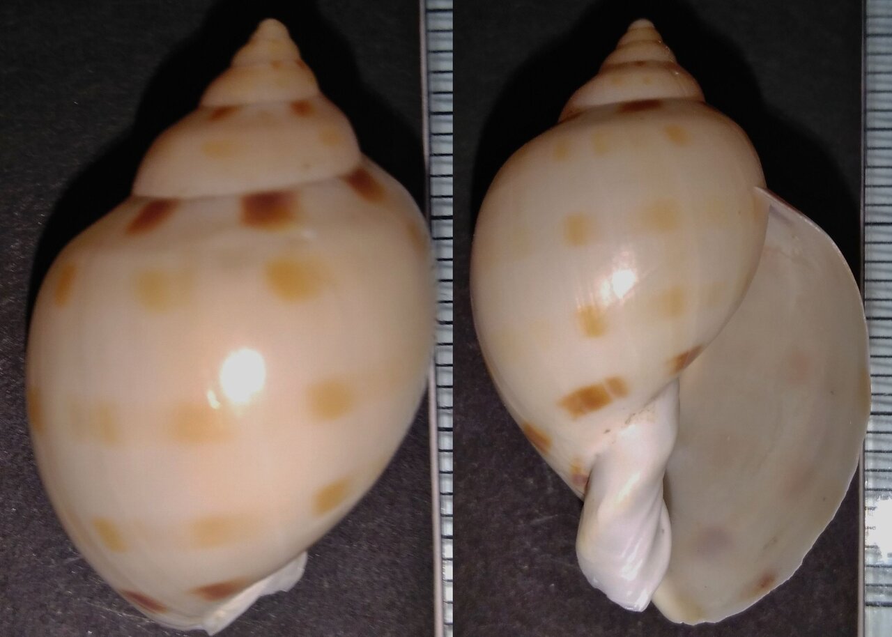 トウカムリ科 : 玄界灘、響灘の打ち上げ貝保管庫 トウカムリ科 : 玄界灘、響灘の打ち上げ貝保管庫