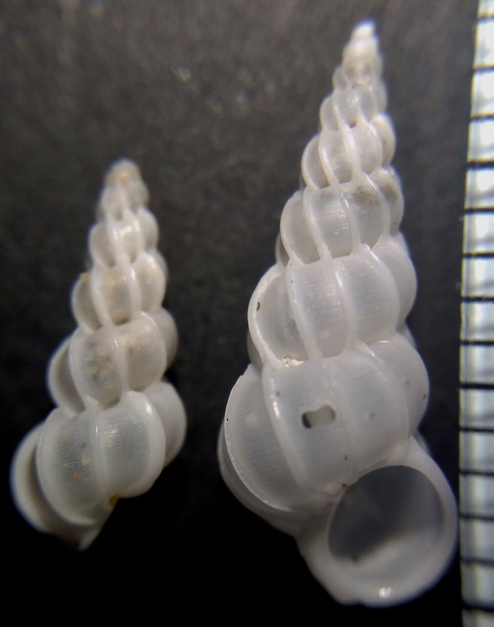 イトカケガイ科 2 : 玄界灘、響灘の打ち上げ貝保管庫
