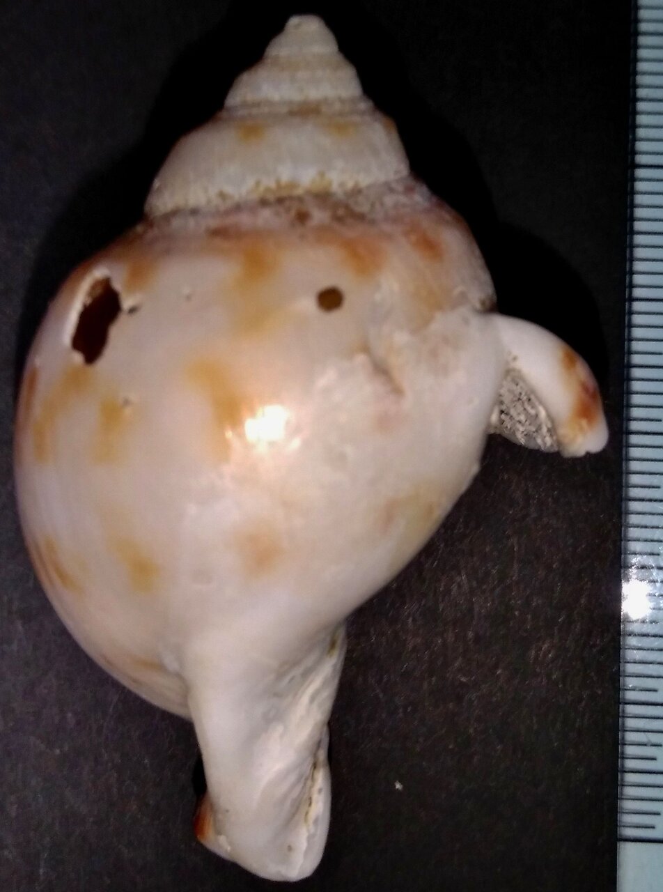 法螺貝、トウカムリ貝 トウカムリ科 : 玄界灘、響灘の打ち上げ貝保管庫