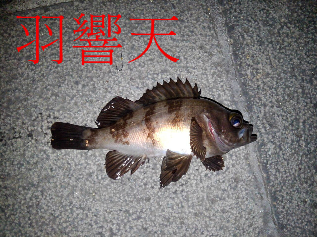 年3月26日 バチ抜け シーバス 釣り みなとみらい地区 2匹 他 フィッシング羽響天