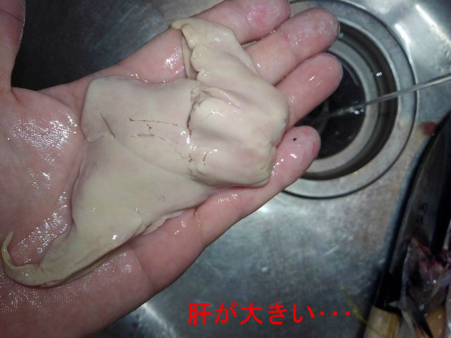 タチウオの肝を食す B 肝ポン酢 フィッシング羽響天