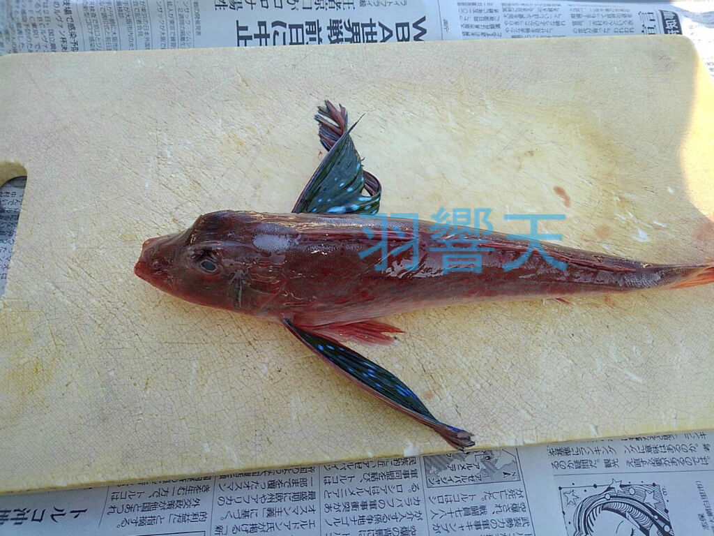 家庭でのホウボウの捌き方 フィッシング羽響天