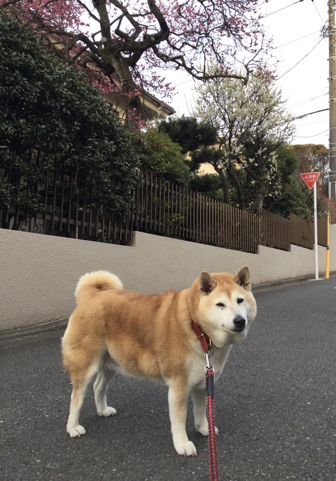 さくら１４歳と紅白梅