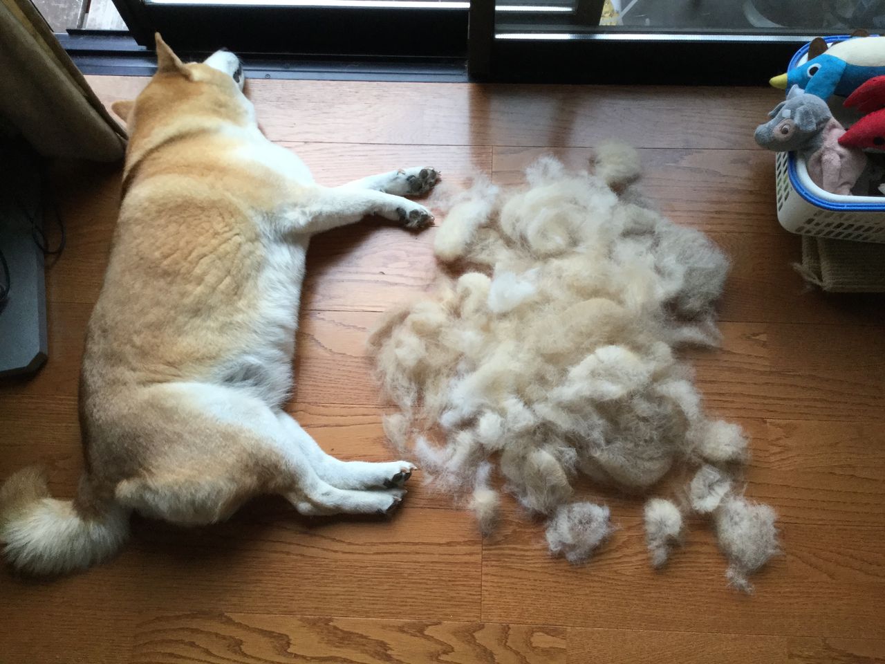 ウメの抜け毛 母の病気騒動 日々コウジ中