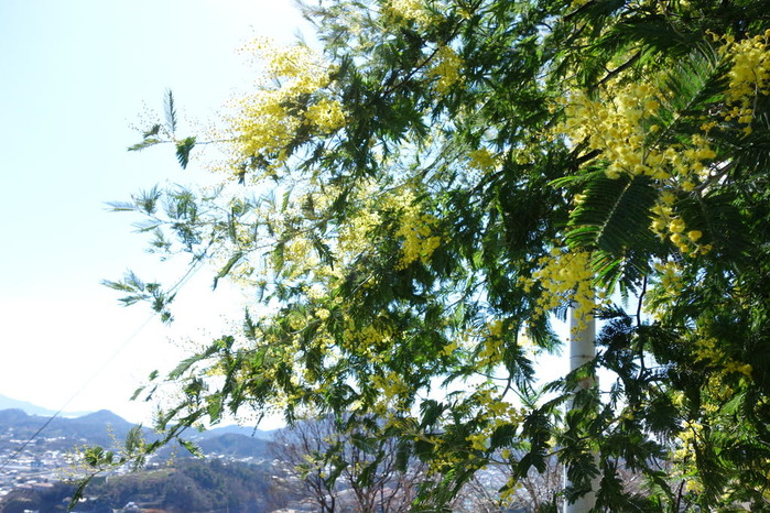 DSC00419