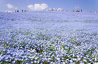 Hitachi_Seaside_Park_2018
