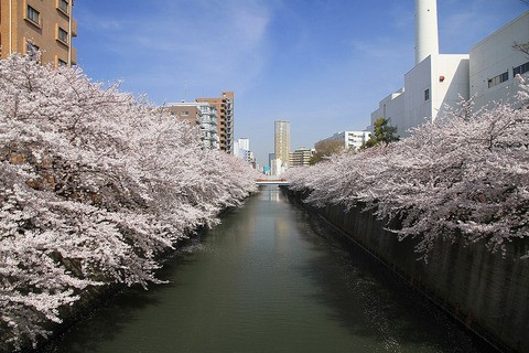 Meguro_Meguro_River_Cherry_Trees_1