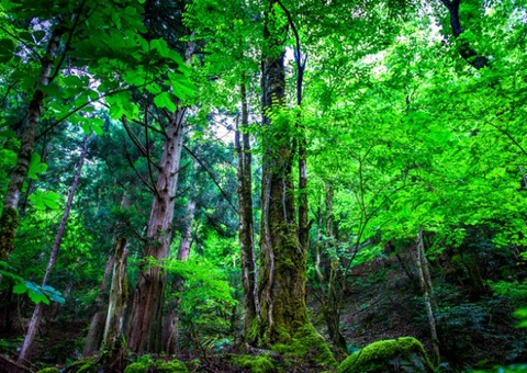 ashiunomori
