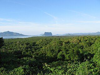 Mangrove_in_the_Philippines_-_Seacology