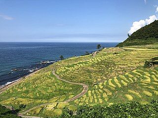 Shiroyone_Senmaida_200906