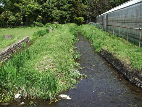 1200px-Mamashitayosui