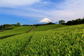 今宮の茶畑_-_panoramio_(2)