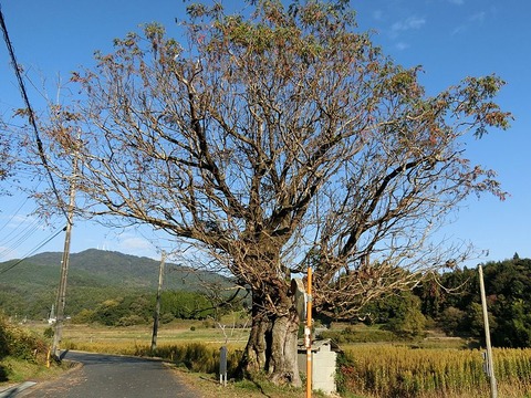 800px-Wax_tree_in_Syukui[1]