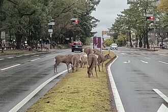 中央分離帯に集まる数頭の鹿