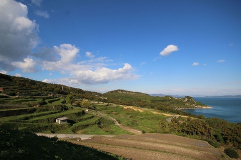 Teshima_fields