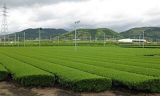 Tea_Plantation_in_Nansatsu_Plateau