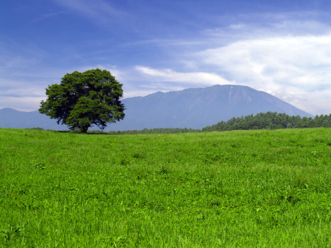 Cherry_Tree_-_panoramio