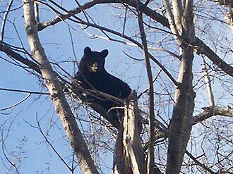 Bear_in_a_tree_049