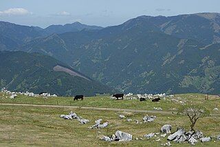 四国カルスト姫鶴牧場３