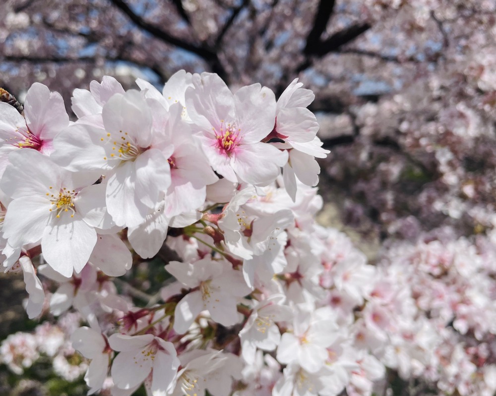 桜が満開◆昨年の今頃を思い出す…