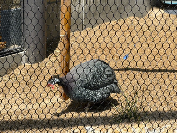 IMG_2113