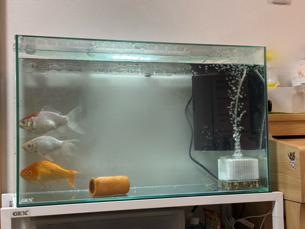 金魚すくいの金魚◇2年でこうなりました…【水槽チェンジ】 : 日々の