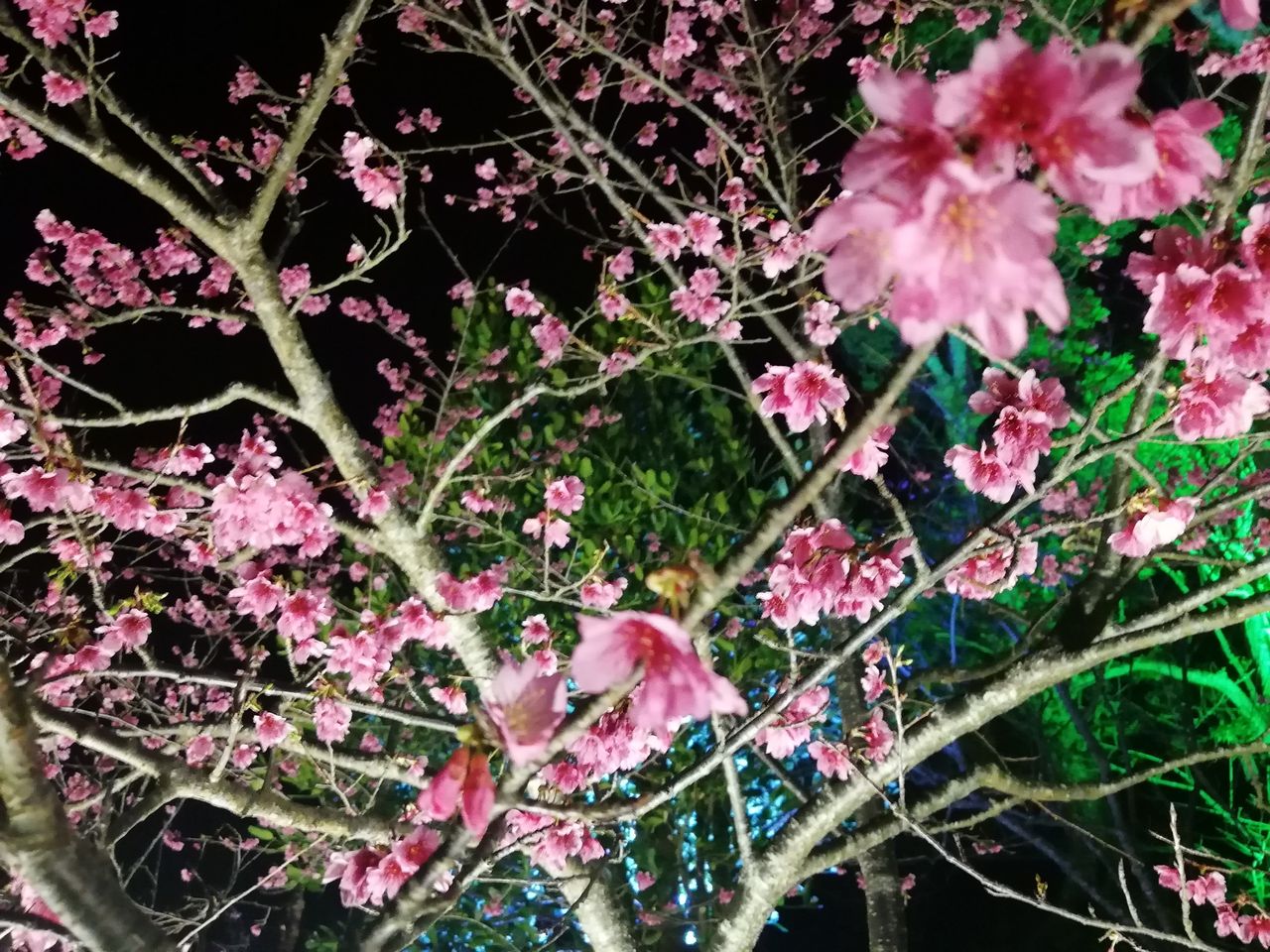 世界遺産 今帰仁城跡の寒緋桜 カンヒサクラ 夜桜の様子です ゆめじんスタッフブログ