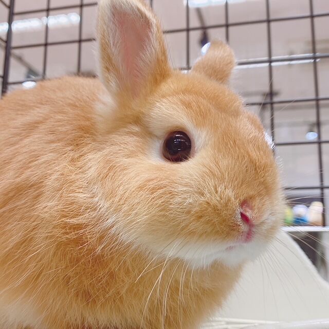 ♡うさちゃん♡ページ 新うさちゃんデビューしました！！ : うさぎブログ うさぎのしっぽ公式