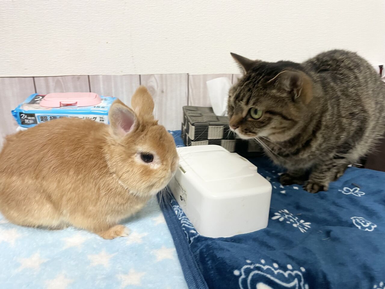 サボらないタイプのうさぎ  うさぎのしっぽ通販は、『うさぎのしっぽのオリジナルイヤー