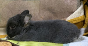 mochi