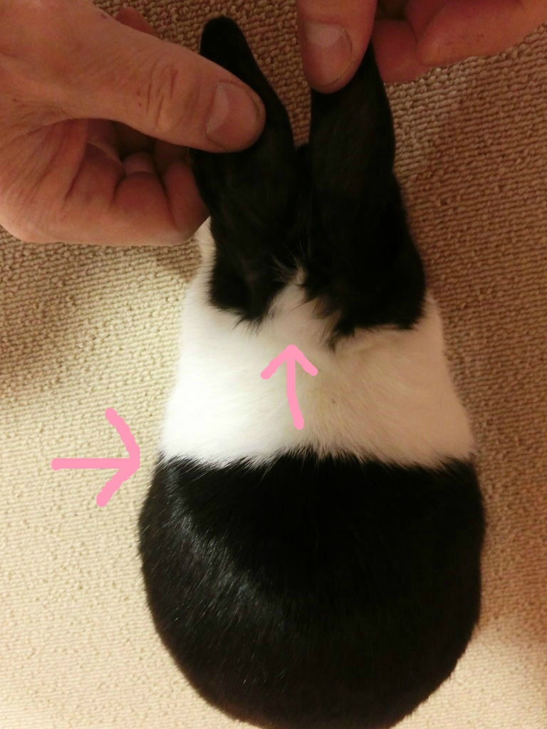 うさぎブログ うさぎのしっぽ公式ブログ 日々しっぽ ダッチ紹介