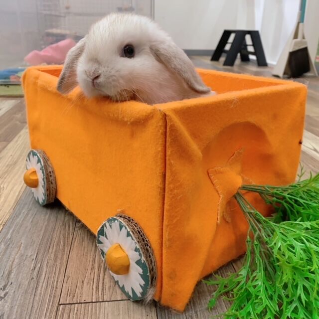 新入りうさちゃん紹介☆ : うさぎブログ うさぎのしっぽ公式ブログ