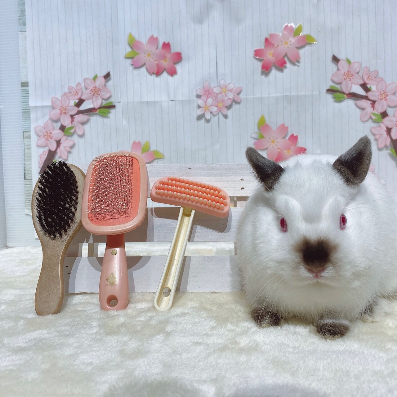 うさぎブログ うさぎのしっぽ公式ブログ 日々しっぽ ブラシ紹介