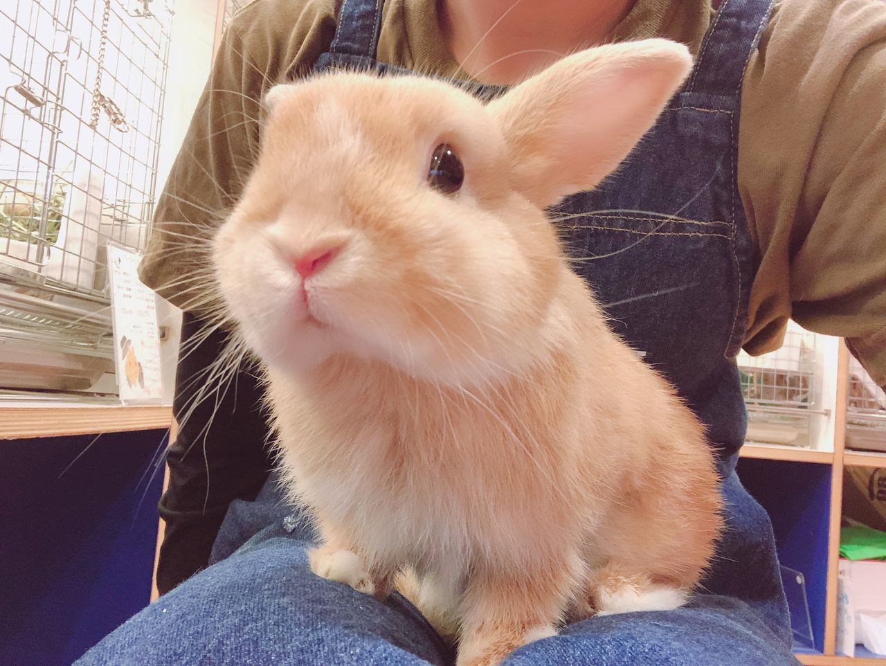 うさぎブログ うさぎのしっぽ公式ブログ 日々しっぽ かわいい子 うさぎブログ うさぎのしっぽ公式ブログ 日々しっぽ かわいい子