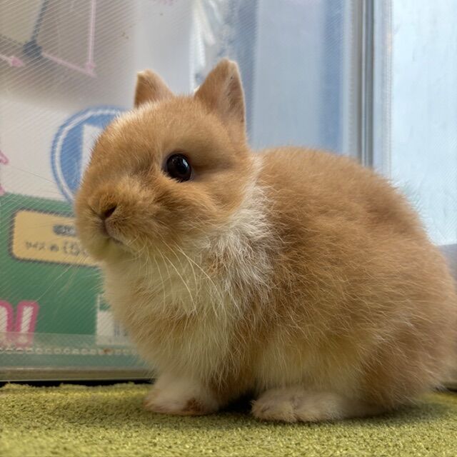 ブーちゃんページ ぽやぽやベビちゃん : うさぎブログ うさぎのしっぽ公式ブログ「日々