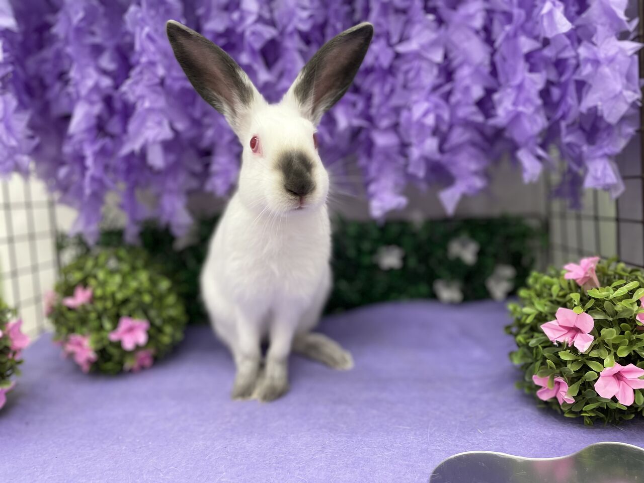 ヒマラヤン : うさぎブログ うさぎのしっぽ公式ブログ「日々しっぽ」