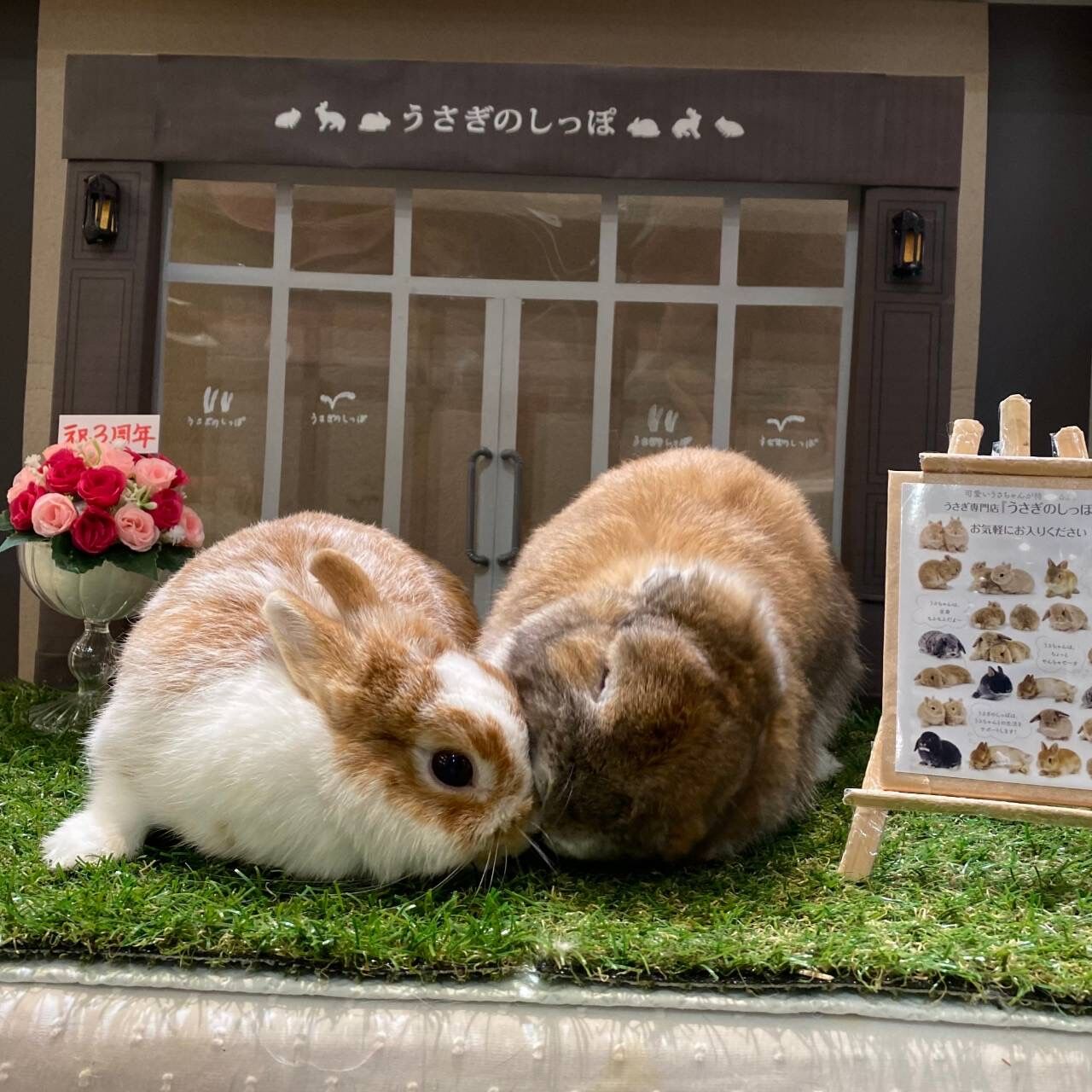 お誕生日ラッシュです！！ : うさぎブログ うさぎのしっぽ公式