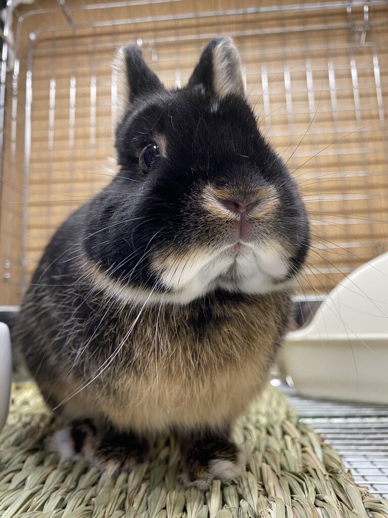 ボビーダズラー ウサギ ブラックウォッチ ブラックオターの魅力