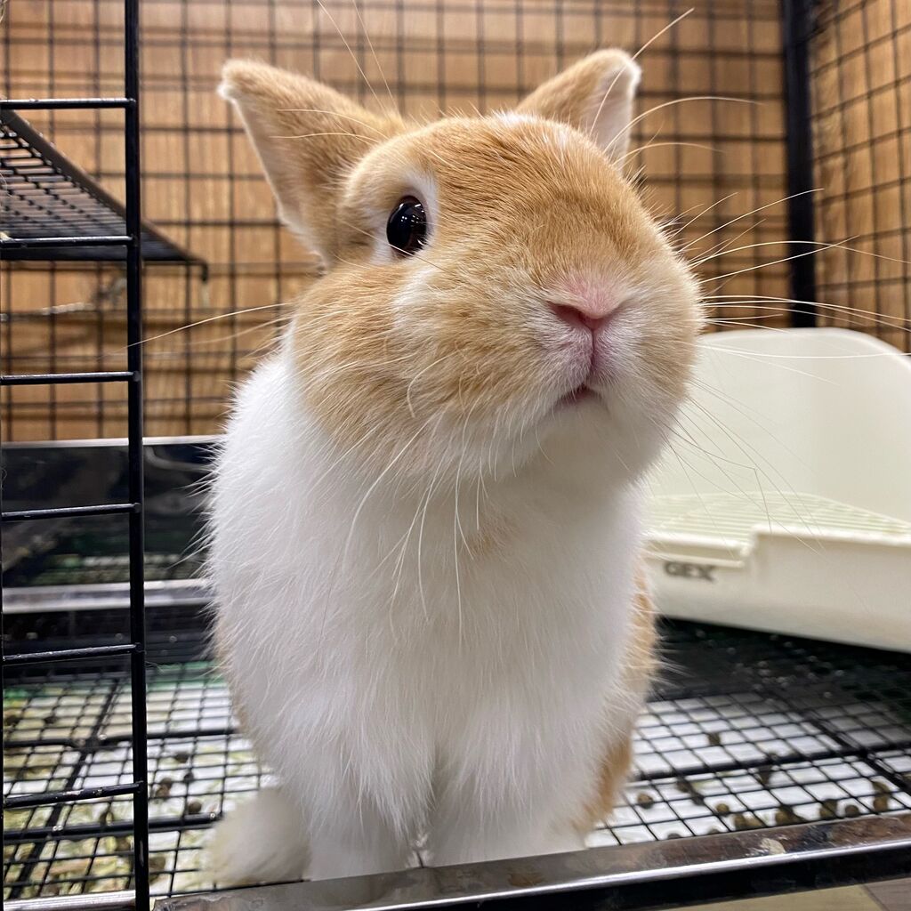 この子気になる… : うさぎブログ うさぎのしっぽ公式ブログ「日々しっぽ」